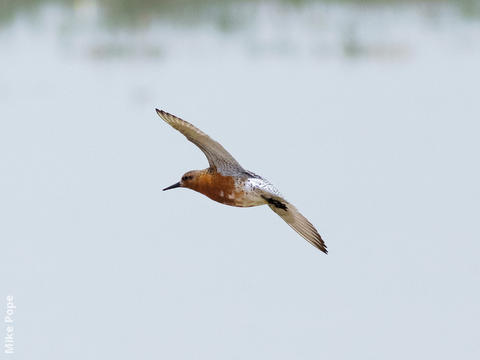 Red Knot