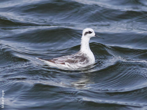 Red-necked Phalarope (Non - breeding plumage)