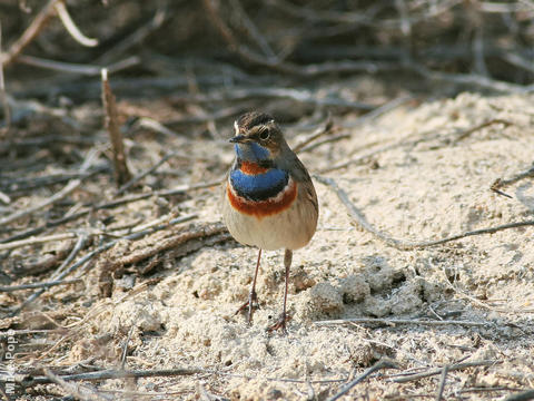 Red-spotted Bluethroat (Male breeding plumage)