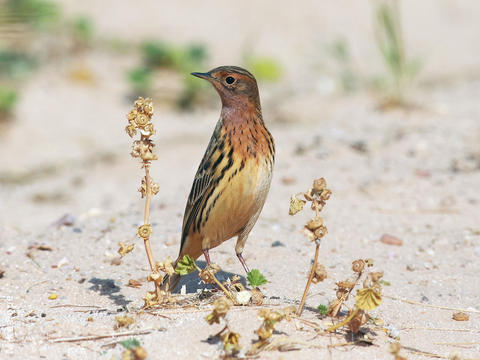 Red-throated Pipit (Spring)