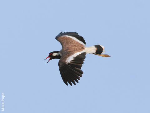 Red-wattled Lapwing (UAE)