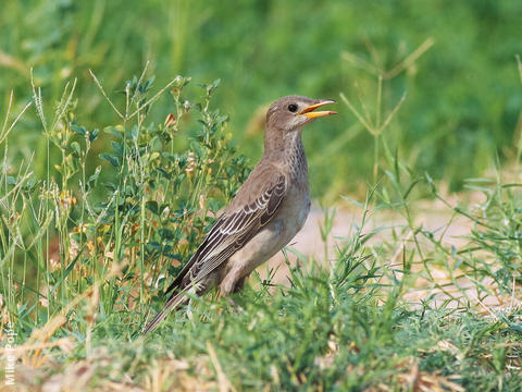 Rose-coloured Starling (Juvenile)