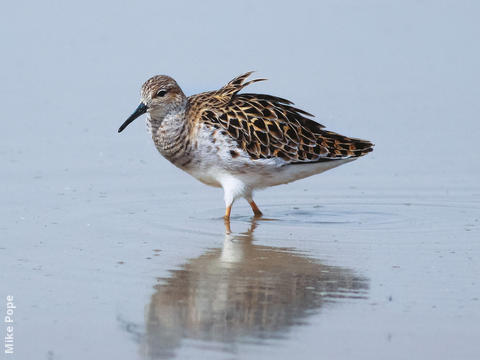 Ruff (Female spring)