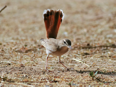 Rufous-tailed Scrub Robin