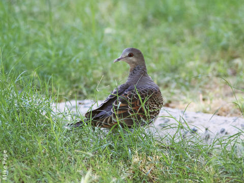 Rufous Turtle Dove