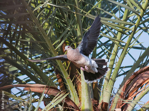 Rufous Turtle Dove