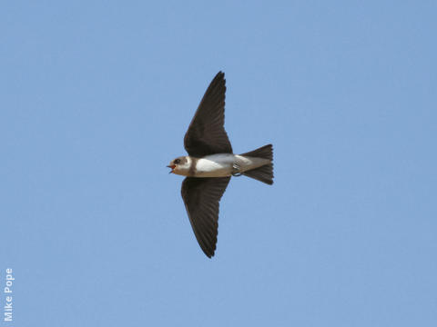 Sand Martin