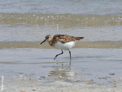 Sanderling (Breeding plumage)