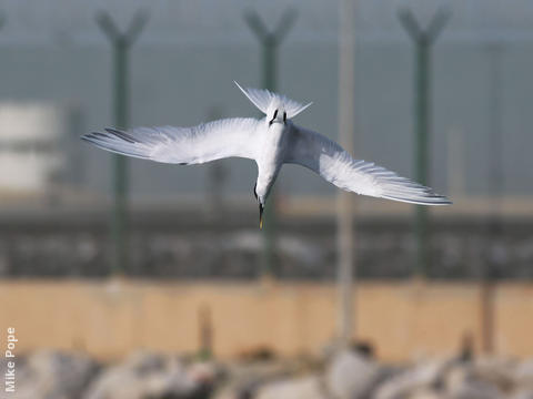 Sandwich Tern