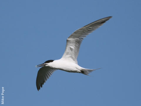 Sandwich Tern