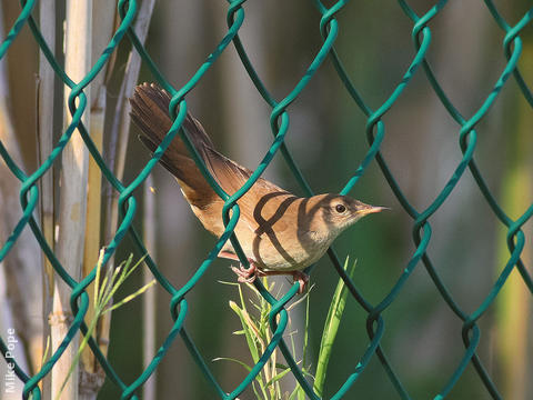 Savi’s Warbler 