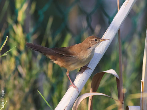 Savi’s Warbler 