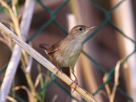 Savi’s Warbler 