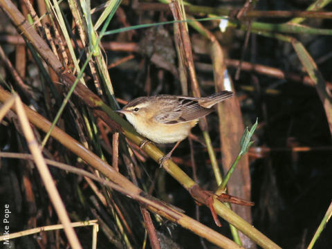 Sedge Warbler 