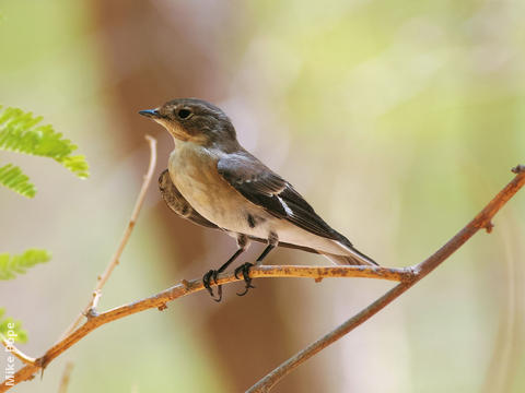 Semi-collared Flycatcher (Female)