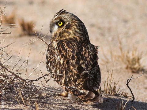 Short-eared Owl