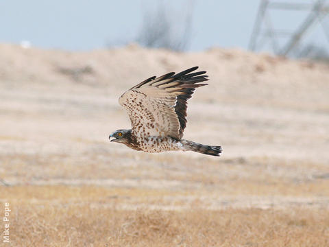 Short-toed Snake Eagle