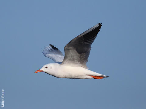 Slender-billed Gull (Winter)