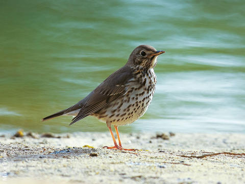 Song Thrush