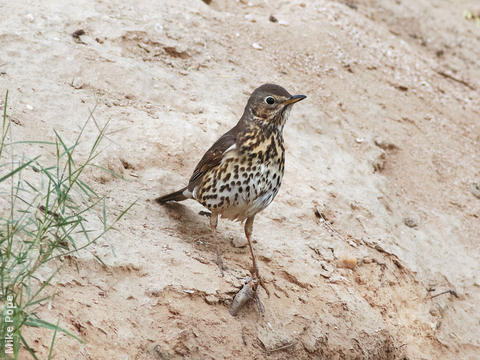 Song Thrush