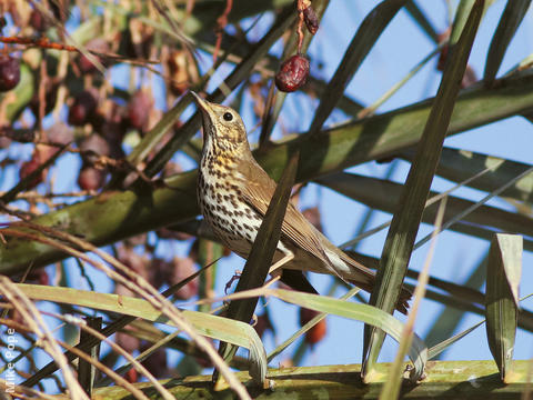 Song Thrush