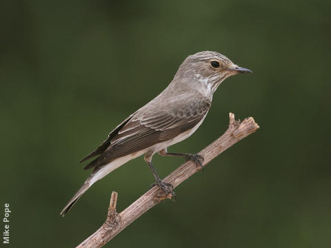 Spotted Flycatcher