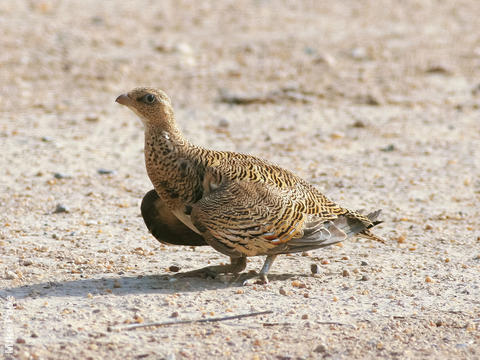 Spotted Sandgrouse (Female)