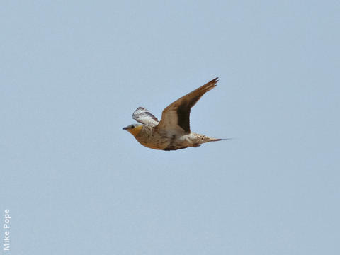 Spotted Sandgrouse (Male, OMAN)