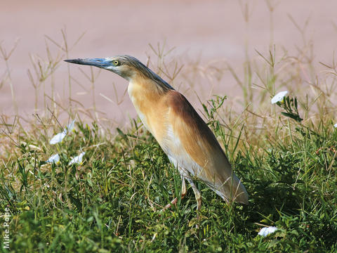 Squacco Heron (Breeding plumage)