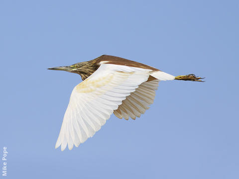 Squacco Heron