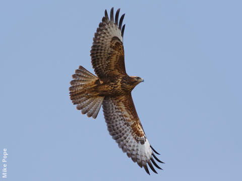 Steppe Buzzard