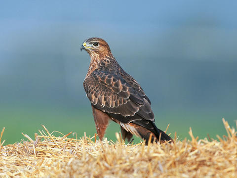 Steppe Buzzard