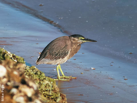 Striated Heron (UAE)