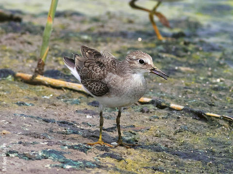 Temminck’s Stint (Early autumn)