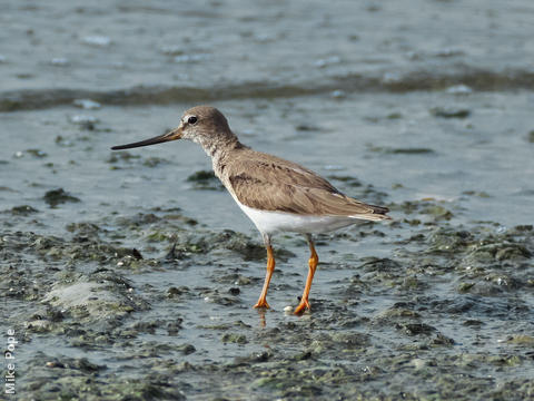 Terek Sandpiper 