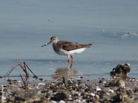 Terek Sandpiper 