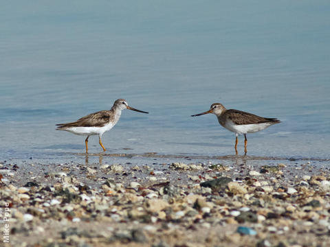 Terek Sandpiper 