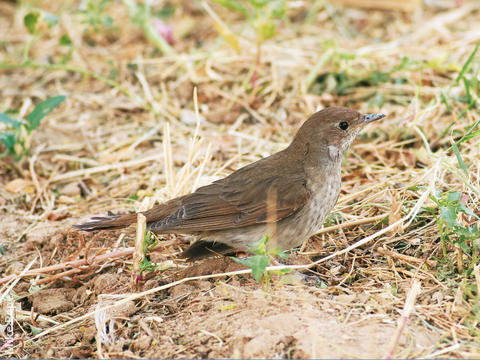 Thrush Nightingale