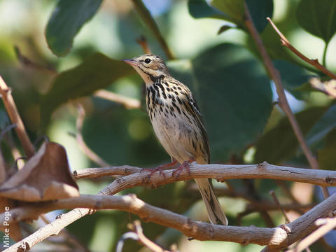 Tree Pipit (Non-breeding plumage)