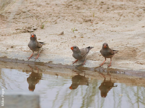 Trumpeter Finch