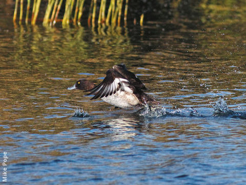 Tufted Duck (Male)