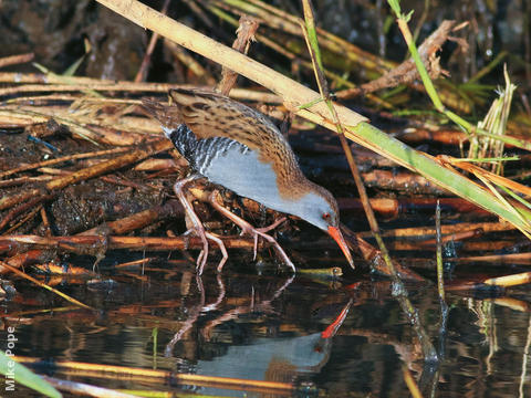 Water Rail