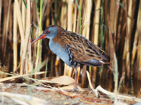 Water Rail