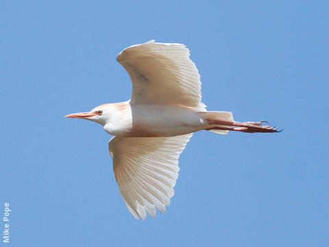 Western Cattle Egret