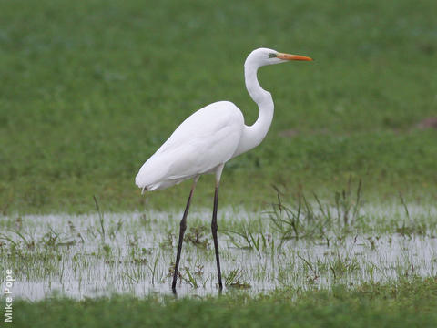 Western Great Egret