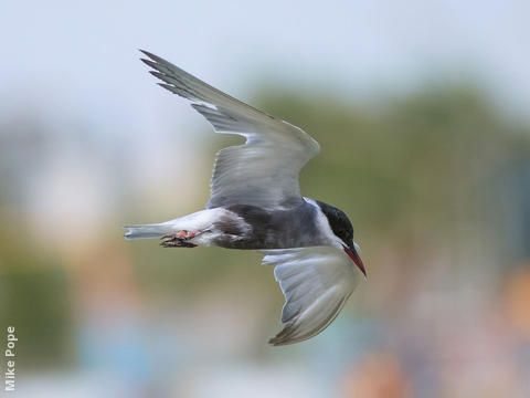 Whiskered Tern