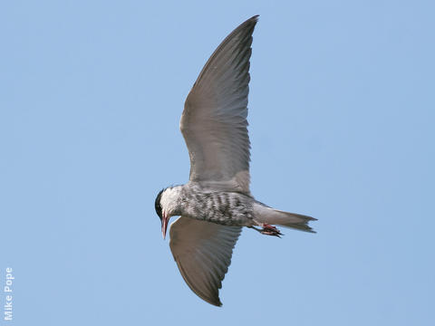 Whiskered Tern