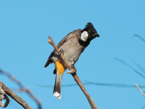 White-eared Bulbul