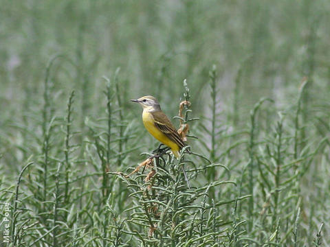 White-headed Wagtail