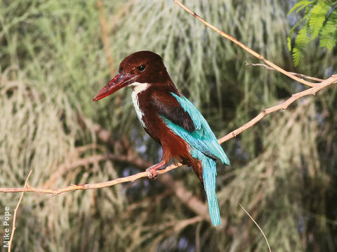 White-throated Kingfisher